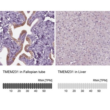 Anti-TMEM231 antibody produced in rabbit Prestige Antibodies&#174; Powered by Atlas Antibodies, affinity isolated antibody, buffered aqueous glycerol solution