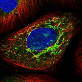 Anti-TTC21B antibody produced in rabbit Prestige Antibodies® Powered by Atlas Antibodies, affinity isolated antibody, buffered aqueous glycerol solution
