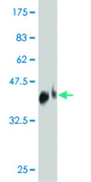 Monoclonal Anti-TNFRSF19L antibody produced in mouse clone 3F8, purified immunoglobulin, buffered aqueous solution