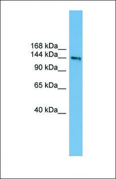 Anti-DCC antibody produced in rabbit affinity isolated antibody