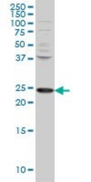 Monoclonal Anti-PCMT1 antibody produced in mouse clone 1D6, purified immunoglobulin, buffered aqueous solution