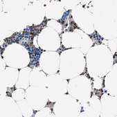 Anti-MYO1G antibody produced in rabbit Prestige Antibodies® Powered by Atlas Antibodies, affinity isolated antibody, buffered aqueous glycerol solution