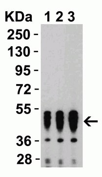 Anti-SARS-CoV-2 (COVID-19) Nucleocapsid antibody produced in rabbit affinity isolated antibody