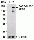 Anti-SARS-CoV-2 (COVID-19) Spike (cleavage site) antibody produced in rabbit affinity isolated antibody