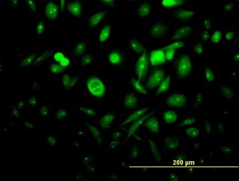 Anti-FGFR1OP antibody produced in mouse purified immunoglobulin, buffered aqueous solution