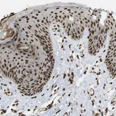 Anti-SPEN antibody produced in rabbit Prestige Antibodies® Powered by Atlas Antibodies, affinity isolated antibody, buffered aqueous glycerol solution