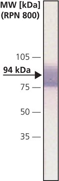 Monoclonal Anti-&#946;-Catenin antibody produced in mouse clone 15B8, ascites fluid