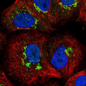 Anti-ST8SIA4 antibody produced in rabbit Prestige Antibodies&#174; Powered by Atlas Antibodies, affinity isolated antibody