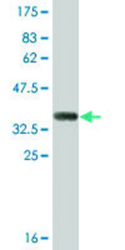 Monoclonal Anti-SULT1B1, (N-terminal) antibody produced in mouse clone 4C9, ascites fluid