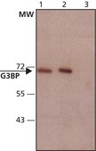 Anti-G3BP antibody produced in rabbit ~1.0 mg/mL, affinity isolated antibody, buffered aqueous solution