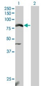 Monoclonal Anti-NFE2L2 antibody produced in mouse clone 3G7, purified immunoglobulin, buffered aqueous solution