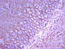 Anti-K+/Cl- Cotransporter (KCC2) Antibody, clone N1/12 clone N1/12, from mouse