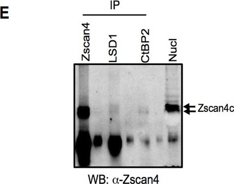 抗-Zscan4抗体 from rabbit, purified by affinity chromatography