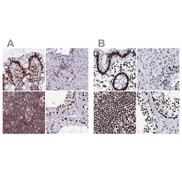 Anti-RALY antibody produced in rabbit Prestige Antibodies&#174; Powered by Atlas Antibodies, affinity isolated antibody, buffered aqueous glycerol solution