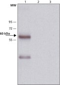 Anti-Mucolipin-2 (C-terminal) antibody produced in rabbit ~1 mg/mL, affinity isolated antibody, buffered aqueous solution