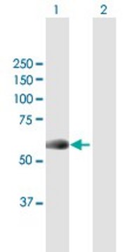 Anti-NEK10 antibody produced in mouse purified immunoglobulin, buffered aqueous solution