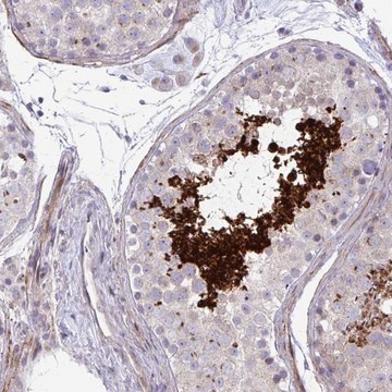 Anti-FUNDC2 antibody produced in rabbit Prestige Antibodies&#174; Powered by Atlas Antibodies, affinity isolated antibody, buffered aqueous glycerol solution