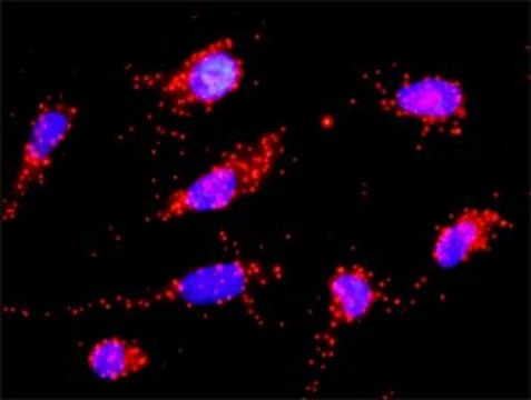 Anti-CD3D antibody produced in rabbit purified immunoglobulin, buffered aqueous solution