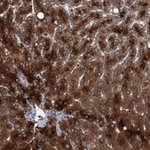 Anti-RIBC1 antibody produced in rabbit Prestige Antibodies® Powered by Atlas Antibodies, affinity isolated antibody, buffered aqueous glycerol solution