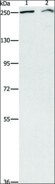 Anti-ARID1A antibody produced in rabbit affinity isolated antibody