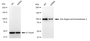 KD-Validated Anti Zinc fingers and homeoboxes 2 Antibody, clone 23GB4270, Rabbit Monoclonal clone 23GB4270, recombinant rabbit monoclonal, expressed in HEK293 cells