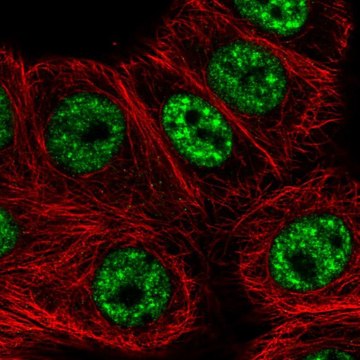 Anti-C12orf57 antibody produced in rabbit Prestige Antibodies&#174; Powered by Atlas Antibodies, affinity isolated antibody