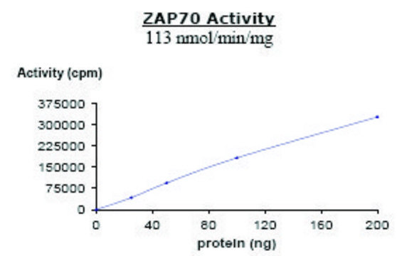 ZAP70 active human recombinant, expressed in baculovirus infected Sf9 cells, &#8805;50% (SDS-PAGE)