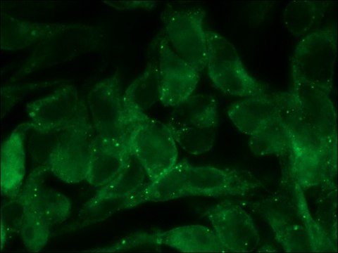 抗 周脂素 A 兔抗 affinity isolated antibody, buffered aqueous solution