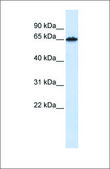 Anti-FZD4 antibody produced in rabbit affinity isolated antibody
