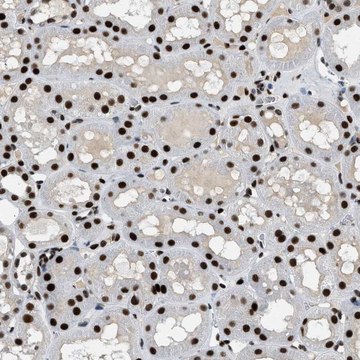 Anti-ZBTB20 antibody produced in rabbit Prestige Antibodies&#174; Powered by Atlas Antibodies, affinity isolated antibody, buffered aqueous glycerol solution