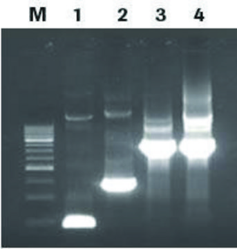 Rapid DNA Dephos &amp; Ligation试剂盒 sufficient for 40&#160;reactions (04898117001), sufficient for 160&#160;reactions (04898125001), optimum reaction temp. 37 °C