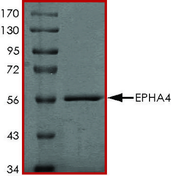 EPHA4 (610-887), active, GST tagged human PRECISIO&#174; Kinase, recombinant, expressed in baculovirus infected Sf9 cells, &#8805;70% (SDS-PAGE), buffered aqueous glycerol solution