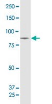 Anti-SUPV3L1 antibody produced in mouse IgG fraction of antiserum, buffered aqueous solution