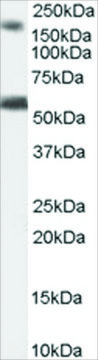 Anti-BAIAP2 (Isoform 3) antibody produced in goat affinity isolated antibody, buffered aqueous solution