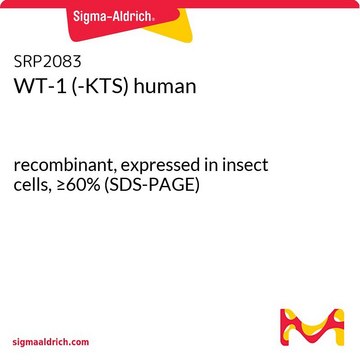 WT-1 (-KTS) human recombinant, expressed in insect cells, &#8805;60% (SDS-PAGE)