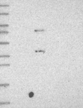 Anti-C5AR1 antibody produced in rabbit Prestige Antibodies&#174; Powered by Atlas Antibodies, affinity isolated antibody, buffered aqueous glycerol solution