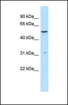 Anti-TRIM14 antibody produced in rabbit affinity isolated antibody