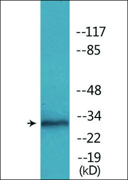 Anti-phospho-MARCKS (pSer158) antibody produced in rabbit affinity isolated antibody