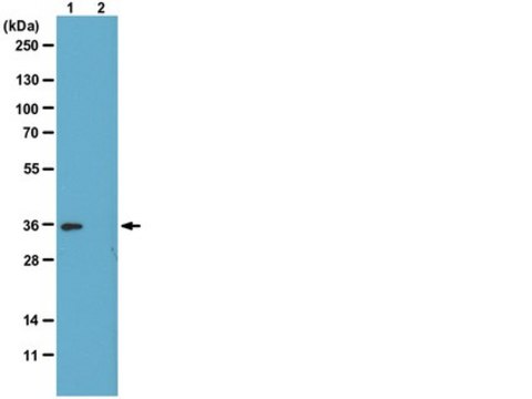 Anti-phospho-Histone H1 Antibody, clone 12D11 culture supernatant, clone 12D11, from mouse