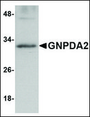 Anti-GNPDA2 antibody produced in rabbit affinity isolated antibody, buffered aqueous solution