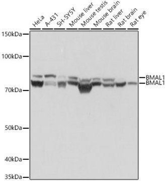 Anti-BMAL1 Antibody, clone 4F5N3, Rabbit Monoclonal