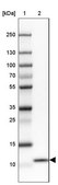 Anti-COX17 antibody produced in rabbit Prestige Antibodies® Powered by Atlas Antibodies, affinity isolated antibody, buffered aqueous glycerol solution