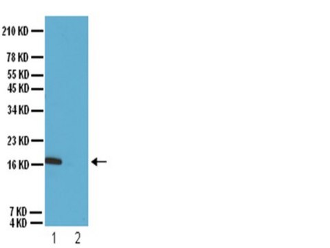 Anti-dimethyl-Histone H3 (Lys9) Antibody Upstate&#174;, from rabbit