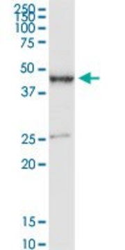 Anti-PDE7B antibody produced in rabbit purified immunoglobulin, buffered aqueous solution