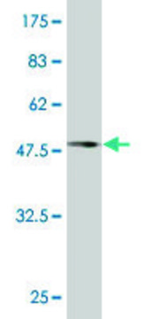 Monoclonal Anti-DCTN1 antibody produced in mouse clone 1E12, purified immunoglobulin, buffered aqueous solution