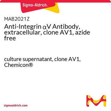 抗整合素&#945;V抗体（胞外，克隆AV1，不含叠氮化物） culture supernatant, clone AV1, Chemicon&#174;