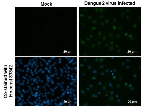 Monoclonal Anti-Dengue virus Type 2 NS5 protein antibody produced in mouse clone GT353, affinity isolated antibody