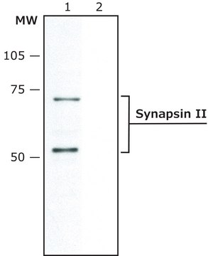 Anti-Synapsin II 兔抗 ~1&#160;mg/mL, affinity isolated antibody, buffered aqueous solution