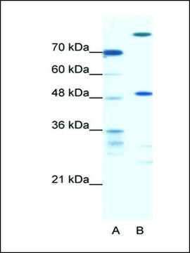 Anti-NFS1 antibody produced in rabbit IgG fraction of antiserum