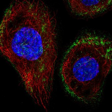 Anti-43351 antibody produced in rabbit Prestige Antibodies&#174; Powered by Atlas Antibodies, affinity isolated antibody, buffered aqueous glycerol solution